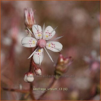 Saxifraga urbium | Steenbreek, Schildersverdriet, Menistenzusjes