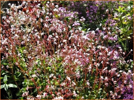 Saxifraga urbium | Steenbreek, Schildersverdriet, Menistenzusjes