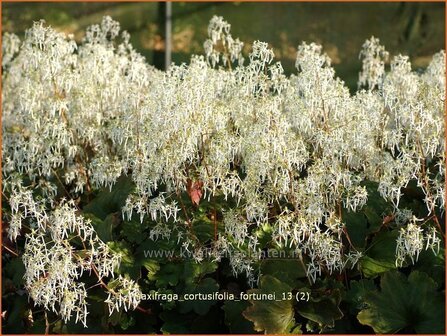 Saxifraga cortusifolia fortunei | Steenbreek