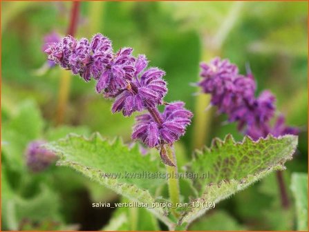 Salvia verticillata &#039;Purple Rain&#039; | Kranssalie, Salvia