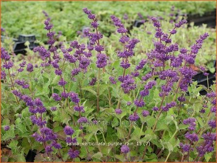 Salvia verticillata &#039;Purple Rain&#039; | Kranssalie, Salvia