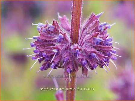 Salvia verticillata &#039;Purple Rain&#039; | Kranssalie, Salvia