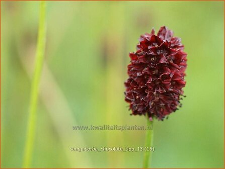 Sanguisorba &#039;Chocolate Tipp&#039; | Pimpernel, Sorbenkruid