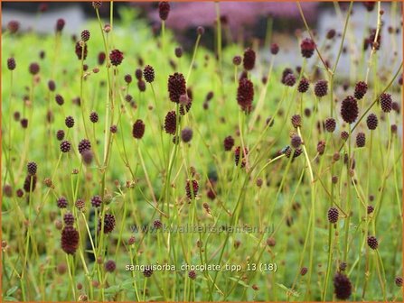 Sanguisorba &#039;Chocolate Tipp&#039; | Pimpernel, Sorbenkruid