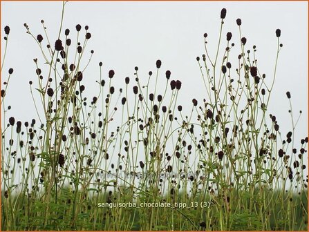 Sanguisorba &#039;Chocolate Tipp&#039; | Pimpernel, Sorbenkruid