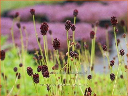 Sanguisorba &#039;Chocolate Tipp&#039; | Pimpernel, Sorbenkruid