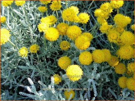 Santolina chamaecyparissus | Heiligenbloem, Cipressenkruid, Olijvenkruid | Silbriges Heiligenkraut