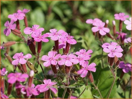 Saponaria ocymoides | Zeepkruid