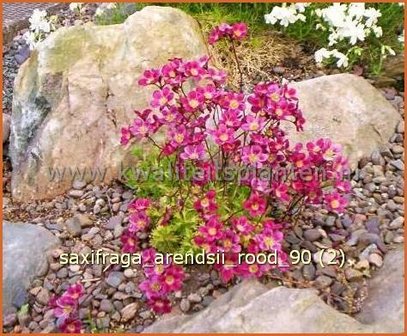 Saxifraga arendsii &#039;Rood&#039; | Steenbreek, Mossteenbreek