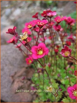 Saxifraga arendsii &#039;Rood&#039; | Steenbreek, Mossteenbreek