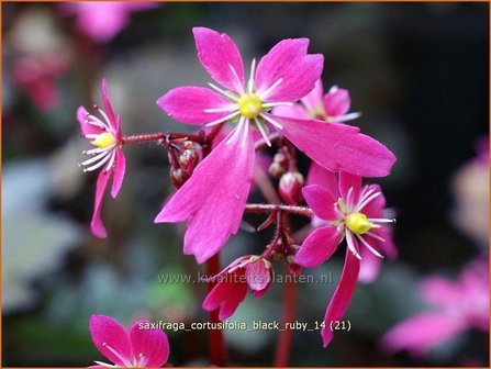 Saxifraga cortusifolia &#039;Black Ruby&#039; | Steenbreek