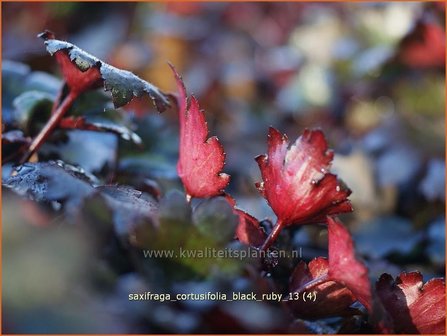 Saxifraga cortusifolia &#039;Black Ruby&#039; | Steenbreek