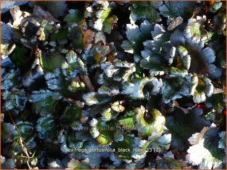 Saxifraga cortusifolia &#039;Black Ruby&#039; | Steenbreek