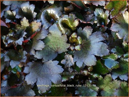 Saxifraga cortusifolia &#039;Black Ruby&#039; | Steenbreek