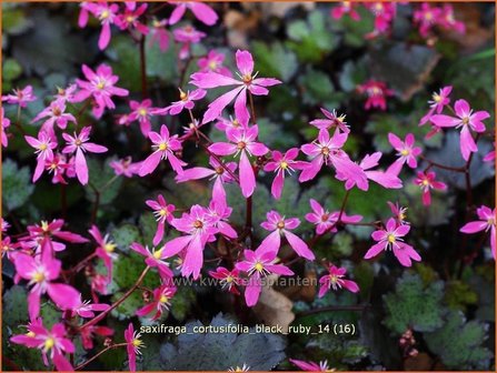 Saxifraga cortusifolia &#039;Black Ruby&#039; | Steenbreek