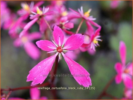 Saxifraga cortusifolia &#039;Black Ruby&#039; | Steenbreek