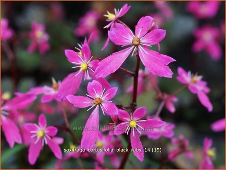 Saxifraga cortusifolia &#039;Black Ruby&#039; | Steenbreek