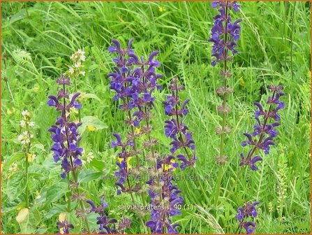 Salvia pratensis | Veldsalie