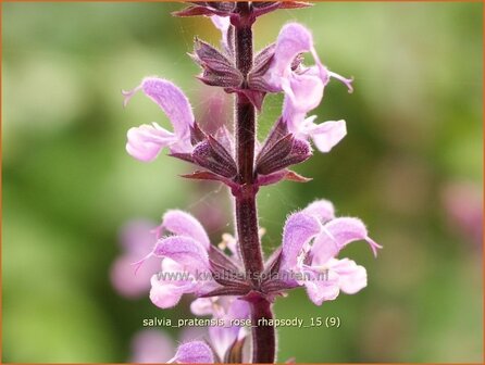 Salvia pratensis &#039;Rose Rhapsody&#039; | Veldsalie, Salie, Salvia | Wiesen-Salbei