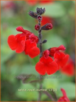 Salvia &#039;Royal Bumble&#039; | Salie, Salvia