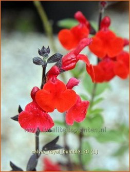 Salvia &#039;Royal Bumble&#039; | Salie, Salvia