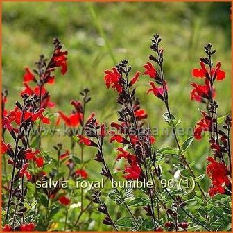 Salvia &#039;Royal Bumble&#039; | Salie, Salvia