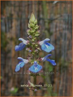 Salvia uliginosa | Salie, Salvia | Moor-Salbei