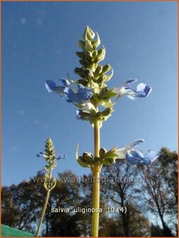 Salvia uliginosa | Salie, Salvia | Moor-Salbei