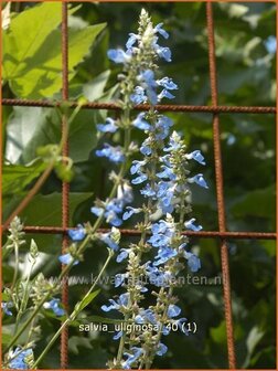 Salvia uliginosa | Salie, Salvia | Moor-Salbei