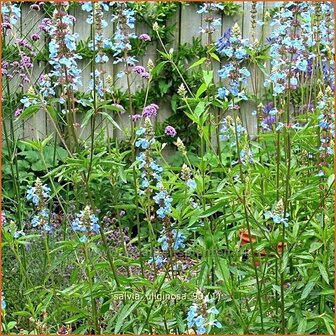 Salvia uliginosa | Salie, Salvia | Moor-Salbei