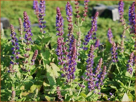 Salvia nemorosa &#039;Lubeca&#039; | Salie, Salvia