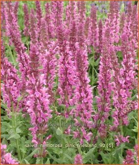 Salvia nemorosa &#039;Pink Friesland&#039; | Salie, Salvia