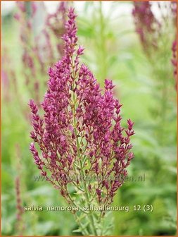 Salvia nemorosa &#039;Schwellenburg&#039; | Salie, Salvia