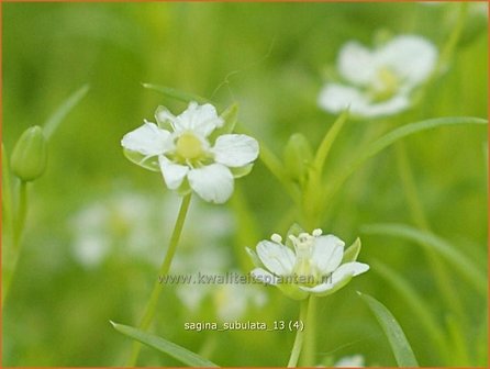 Sagina subulata | Vetmuur