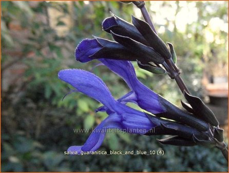 Salvia guaranitica &#039;Black and Blue&#039; | Salie, Salvia