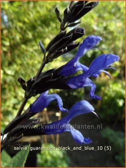 Salvia guaranitica &#039;Black and Blue&#039; | Salie, Salvia