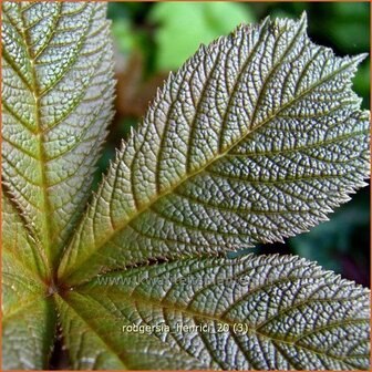 Rodgersia henrici | Schout-bij-nacht, Kijkblad