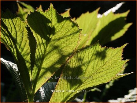 Rodgersia henrici | Schout-bij-nacht, Kijkblad