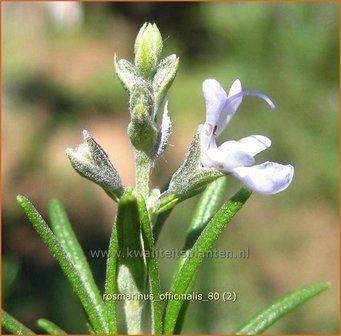 Rosmarinus officinalis | Rozemarijn