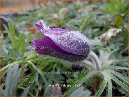 Pulsatilla vulgaris | Wildemanskruid