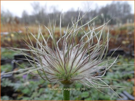 Pulsatilla vulgaris | Wildemanskruid