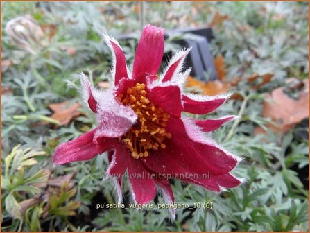 Pulsatilla vulgaris &#039;Papageno&#039; | Wildemanskruid