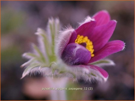 Pulsatilla vulgaris &#039;Papageno&#039; | Wildemanskruid