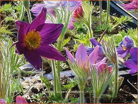 Pulsatilla vulgaris &#039;Papageno&#039; | Wildemanskruid