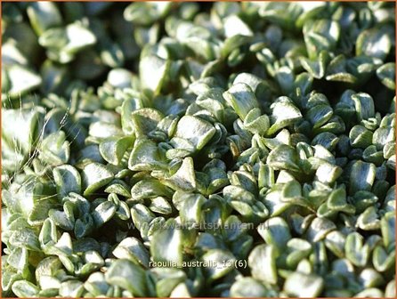 Raoulia australis | Zilverkussen