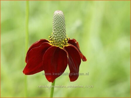 Ratibida columnifera pulcherrima | Mexicaanse zonnehoed, Prairiekegelbloem