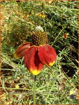 Ratibida columnifera pulcherrima | Mexicaanse zonnehoed, Prairiekegelbloem