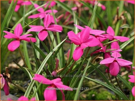 Rhodohypoxis milloides | Sterretjesgras, Roodsterretjes