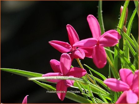 Rhodohypoxis milloides | Sterretjesgras, Roodsterretjes