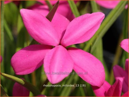 Rhodohypoxis milloides | Sterretjesgras, Roodsterretjes